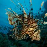 Devil Firefish
(Pterois miles)