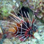 Clearfin Lionfish, Tailbar Lionfish, Radiata Lionfish, Whitefin Lionfish, or Radial Firefish
(Pterois radiata)