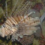 Red Lionfish
(Pterois volitans)